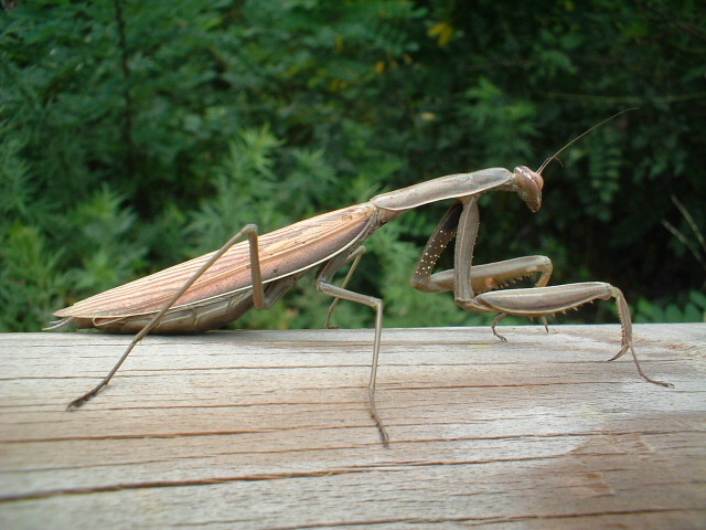 Mantis religiosa